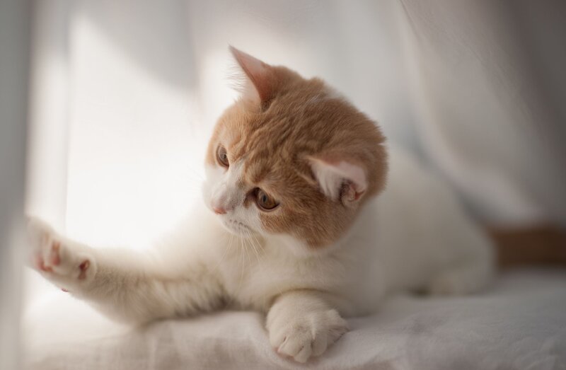 Orange and White Kitten — Calm, Morning, Photograph, Curtain