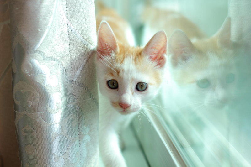 Orange and White Kitten — Calm, Morning, Photograph, Curtain, Window