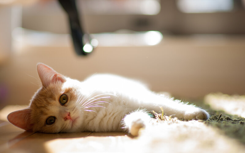 Orange and White Kitten — Calm, Morning, Photograph, Floor, Sunlight
