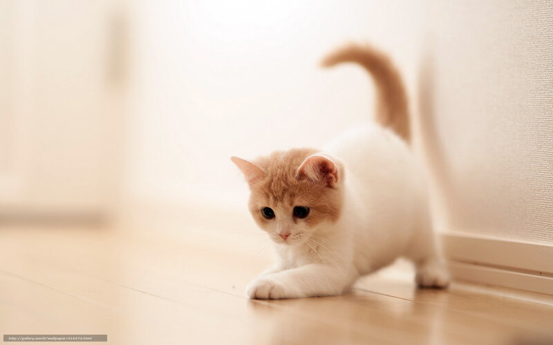 Orange and White Kitten — Calm, Morning, Photograph, Floor, Wall, Tail, Cream