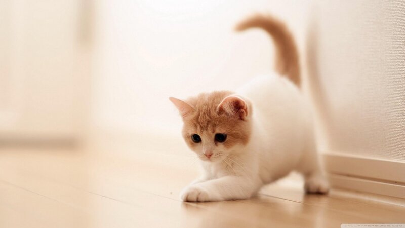 Orange and White Kitten — Calm, Morning, Photograph, Floor, Wall, Tail