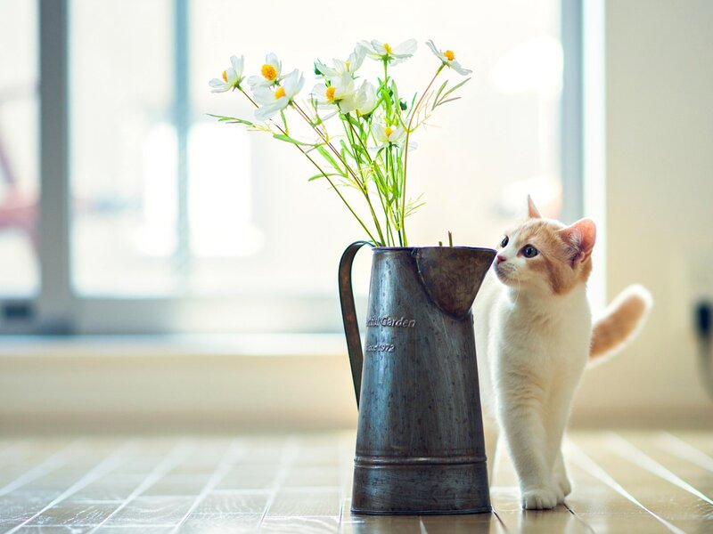 Orange and White Kitten — Calm, Morning, Photograph, Flowers