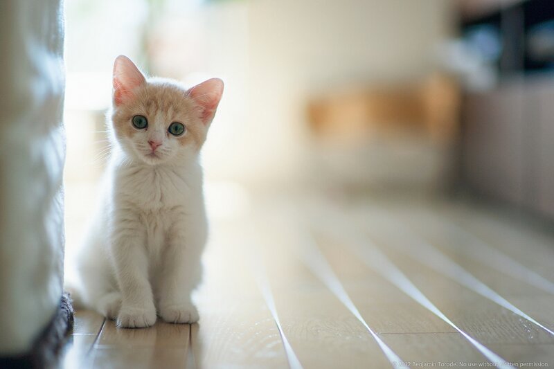 Orange and White Kitten — Calm, Morning