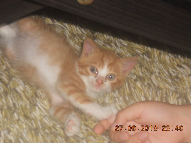 Orange and White Kitten — Calm, Night, Photograph