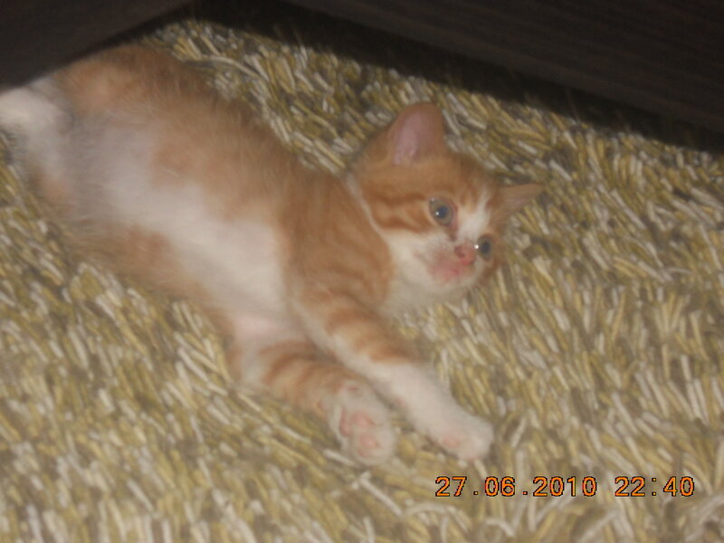 Orange and White Kitten — Calm, Night