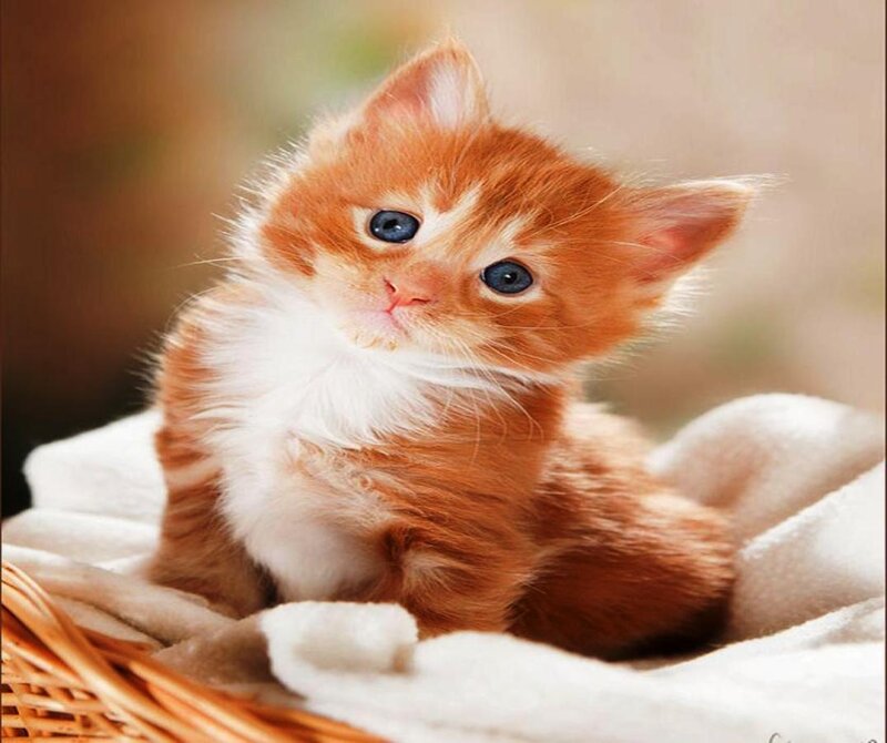 Orange and White Kitten — Calm, Photograph, Basket, Blanket