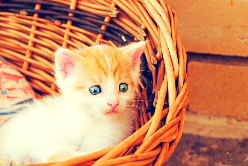 Orange and White Kitten — Calm, Photograph, Basket, Brick Wall