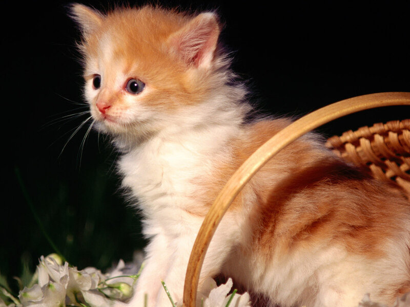 Orange and White Kitten — Calm, Photograph, Basket