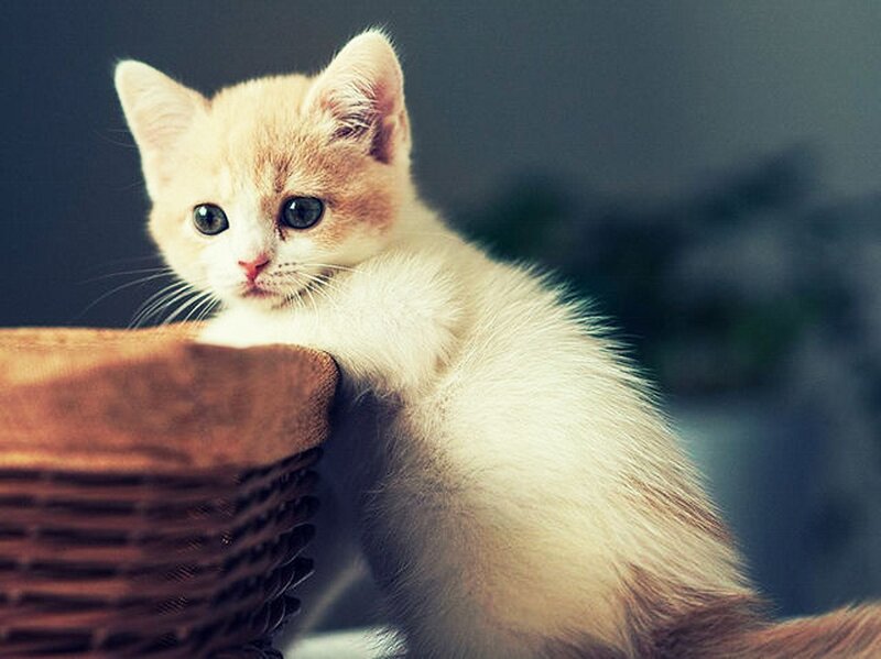 Orange and White Kitten — Calm, Photograph, Basket, Whiskers