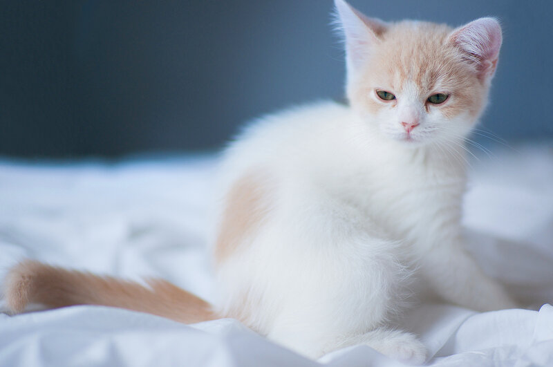Orange and White Kitten — Calm, Photograph, Bed, Blanket