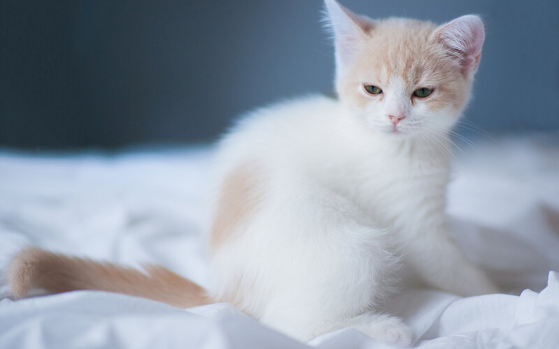 Orange and White Kitten — Calm, Photograph, Bed