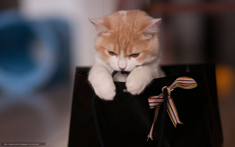 Orange and White Kitten — Calm, Photograph, Black Bag