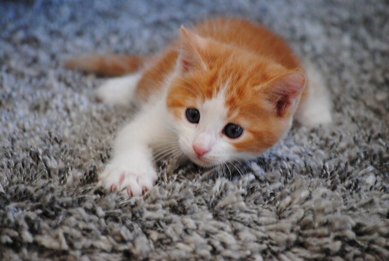 Orange and White Kitten — Calm, Photograph, Carpet