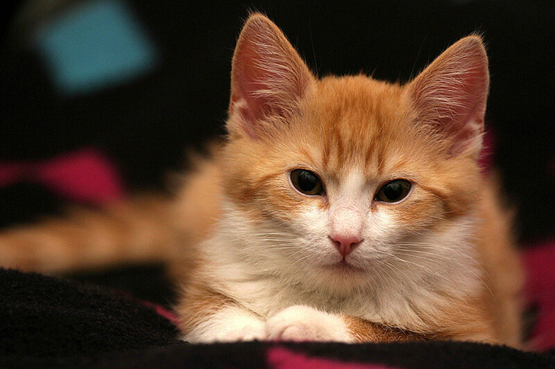 Orange and White Kitten — Calm, Photograph, Cat, Blanket