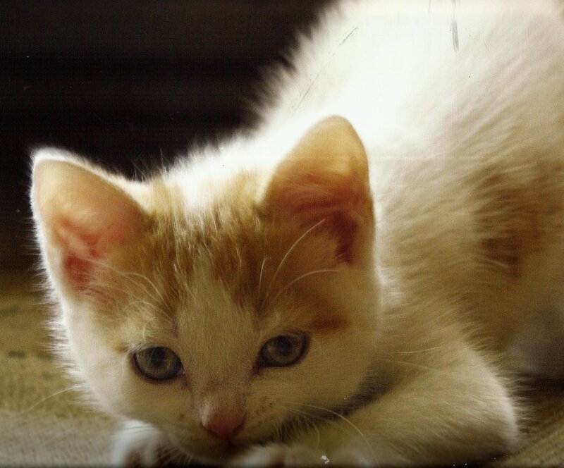 Orange and White Kitten — Calm, Photograph, Cat, Floor