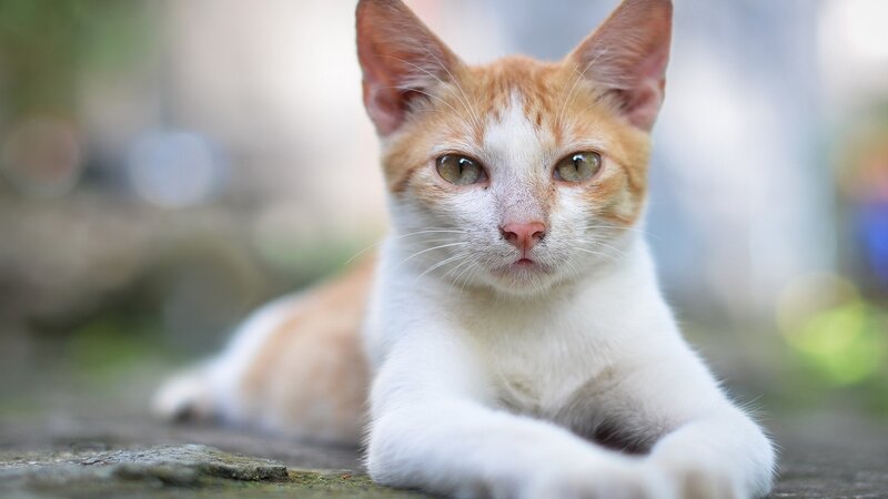 Orange and White Kitten — Calm, Photograph, Cat, Ground