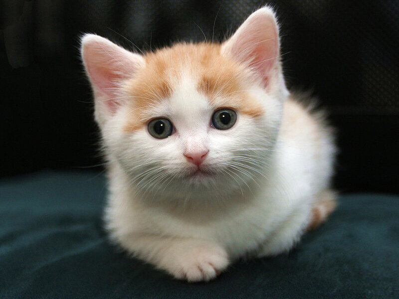 Orange and White Kitten — Calm, Photograph, Cat
