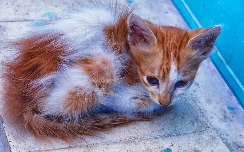 Orange and White Kitten — Calm, Photograph, Concrete, Blue Surface