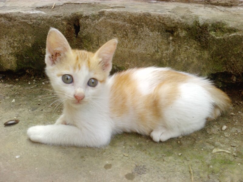 Orange and White Kitten — Calm, Photograph, Concrete