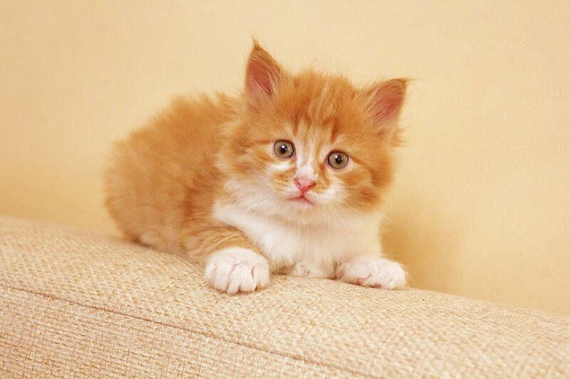 Orange and White Kitten — Calm, Photograph, Couch