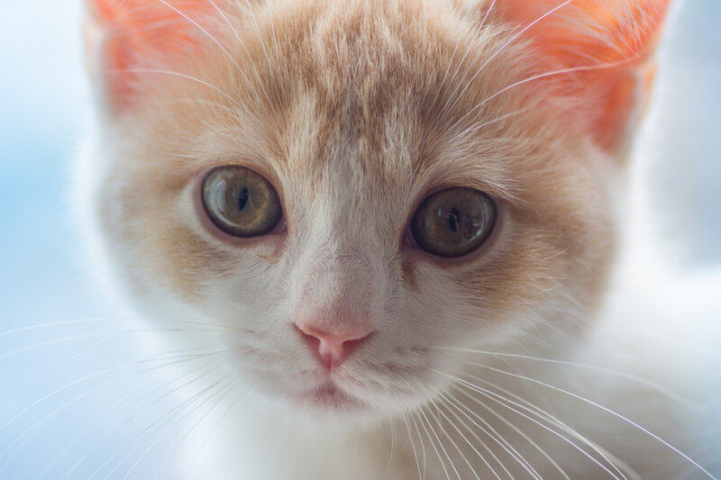 Orange and White Kitten — Calm, Photograph, Eyes