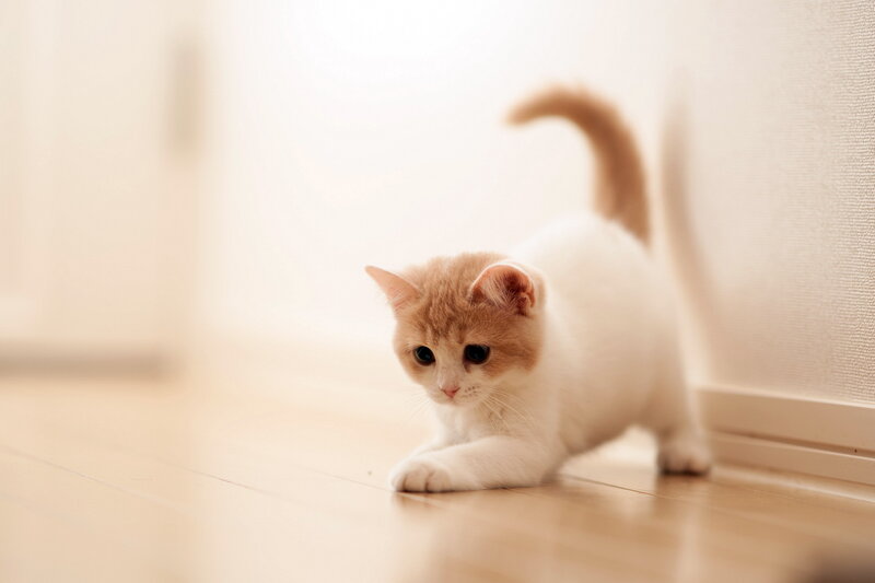 Orange and White Kitten — Calm, Photograph, Floor