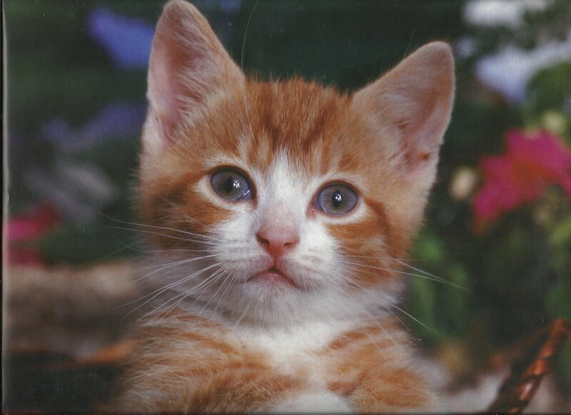 Orange and White Kitten — Calm, Photograph, Flowers, Greenery