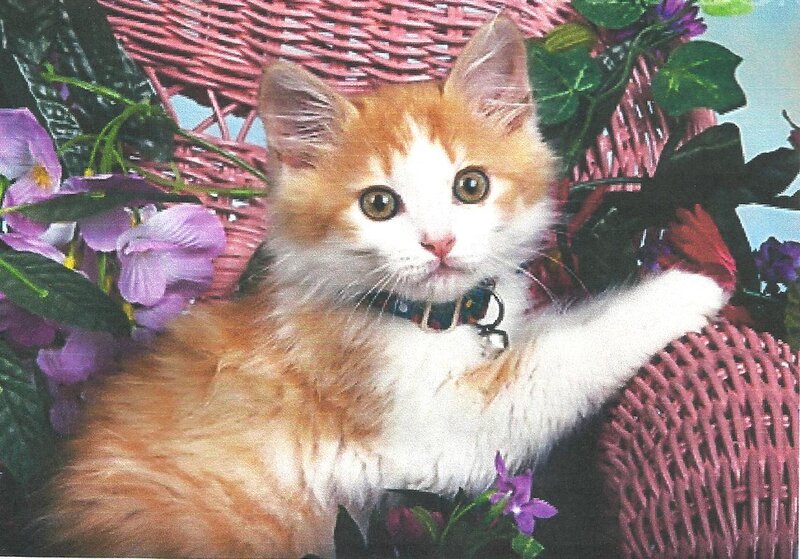 Orange and White Kitten — Calm, Photograph, Flowers