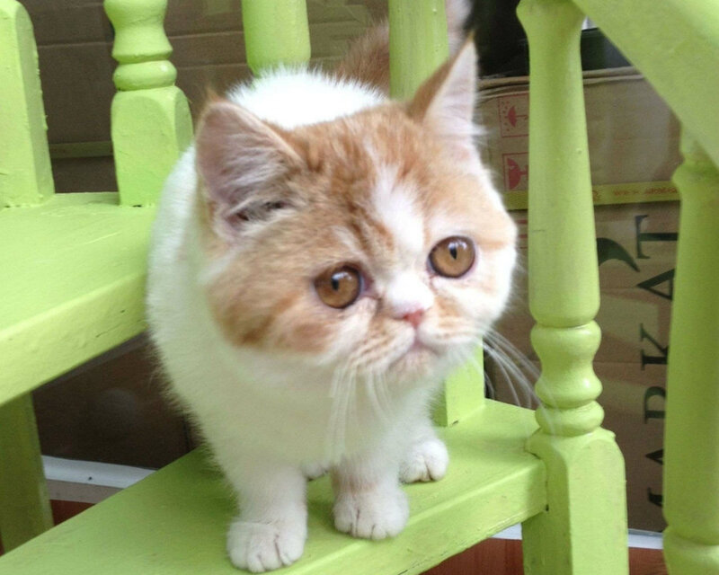 Orange and White Kitten — Calm, Photograph, Green Chair