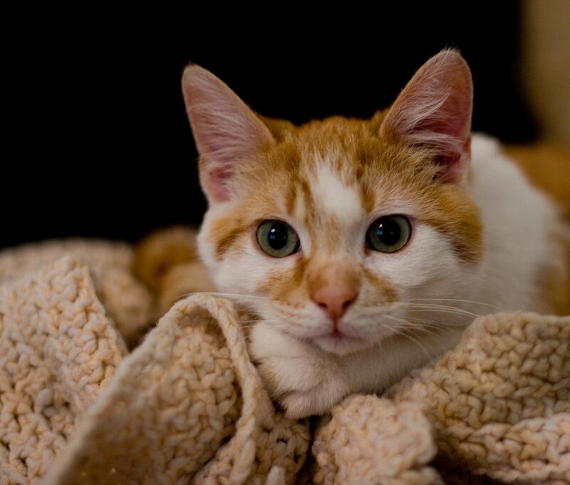 Orange and White Kitten — Calm, Photograph, Knit Blanket