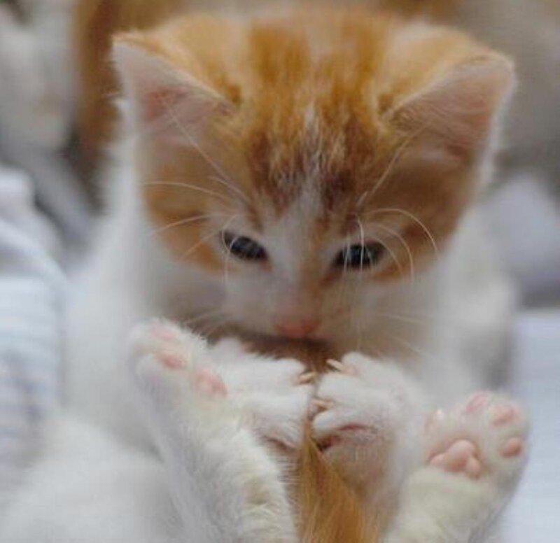 Orange and White Kitten — Calm, Photograph, Paws