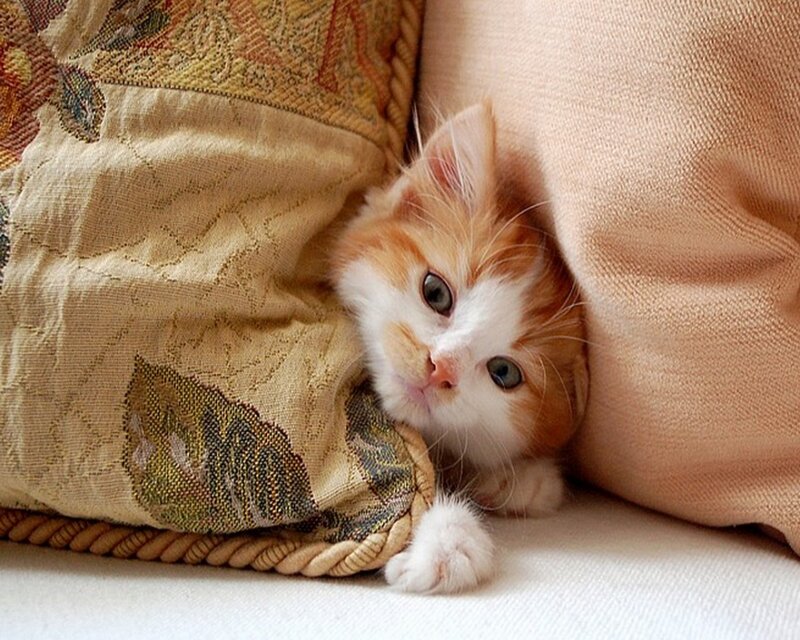 Orange and White Kitten — Calm, Photograph, Pillow