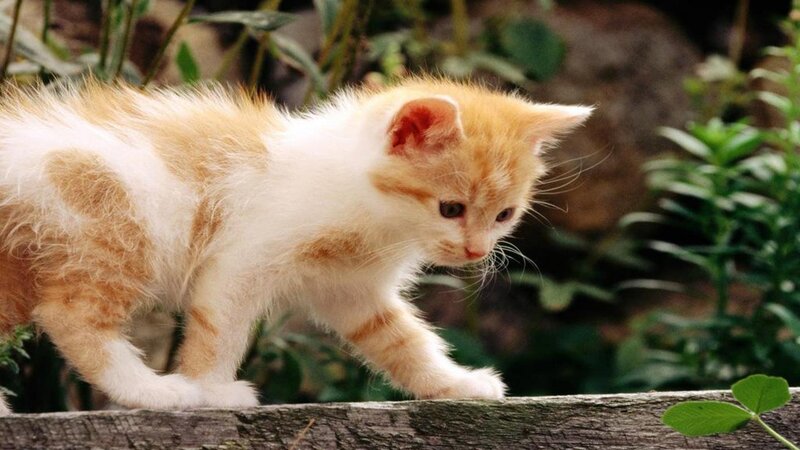 Orange and White Kitten — Calm, Photograph, Plant