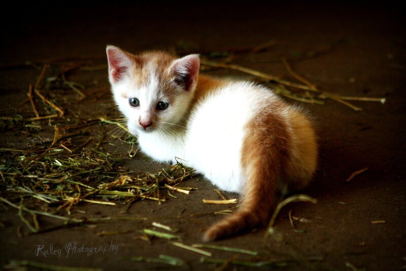 Orange and White Kitten — Calm, Photograph, Straw