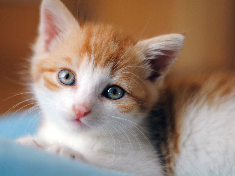 Orange and White Kitten — Calm, Photograph