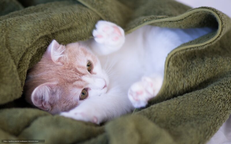 Orange and White Kitten — Calm, Photograph, Towel