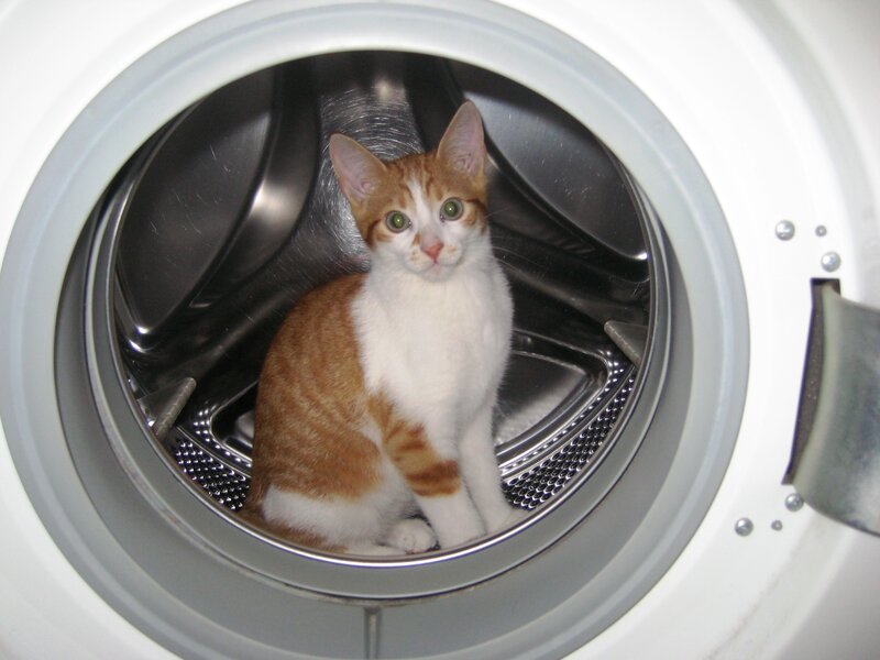 Orange and White Kitten — Calm, Photograph, Washing Machine