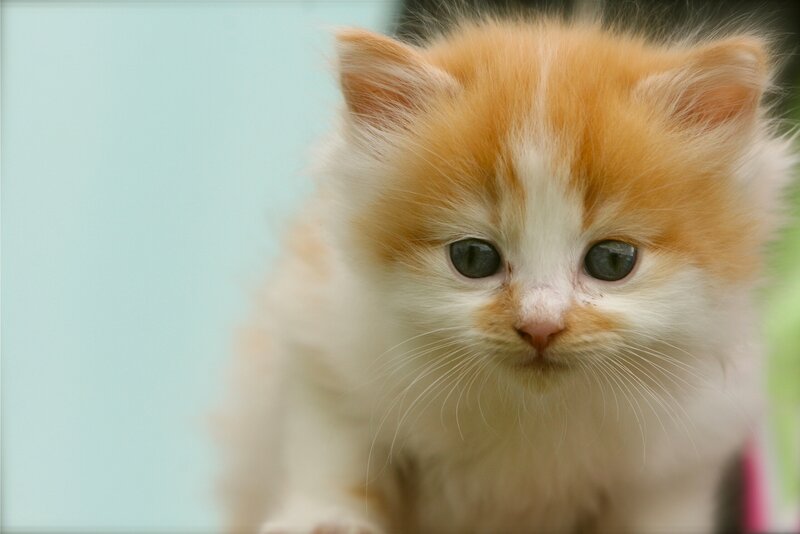 Orange and White Kitten — Calm, Photograph, Whiskers, Eyes