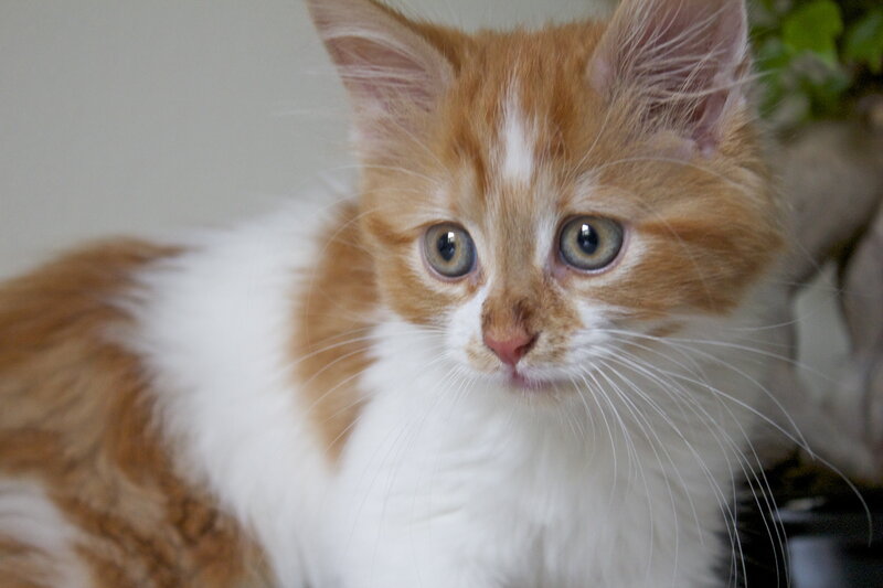 Orange and White Kitten — Calm, Photograph, Whiskers