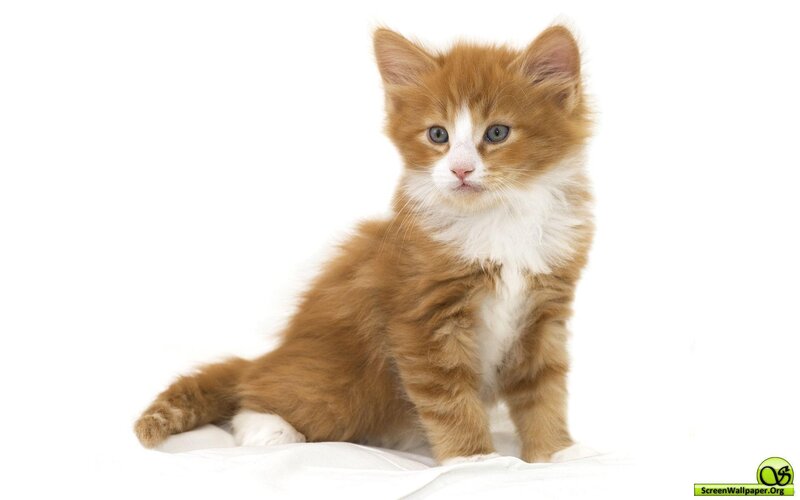 Orange and White Kitten — Calm, Photograph, White Background