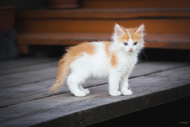 Orange and White Kitten — Calm, Photograph, Wooden Surface