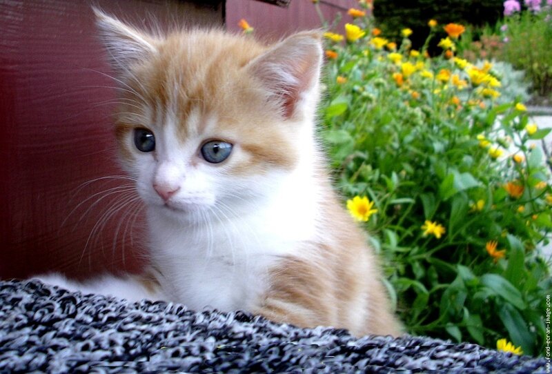 Orange and White Kitten — Calm, Summer