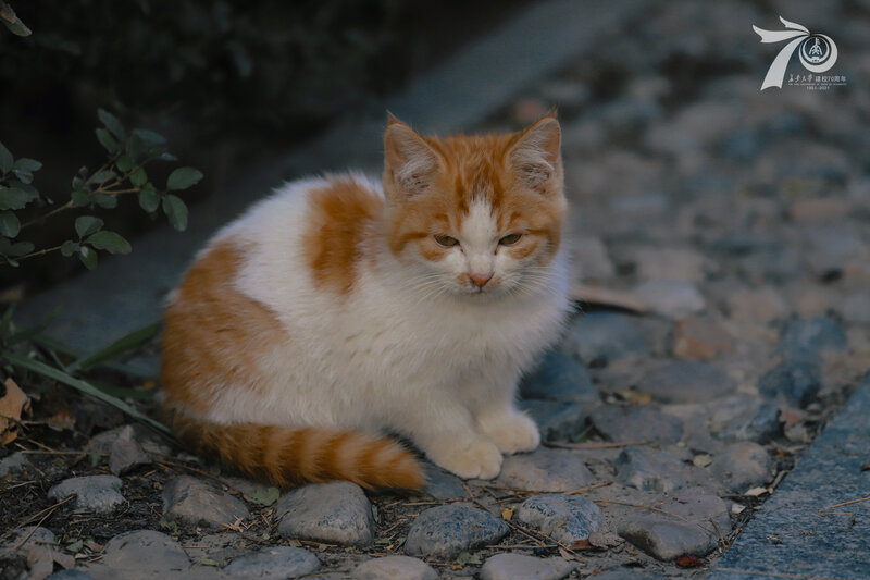 Orange and White Kitten — Calm, Sunset
