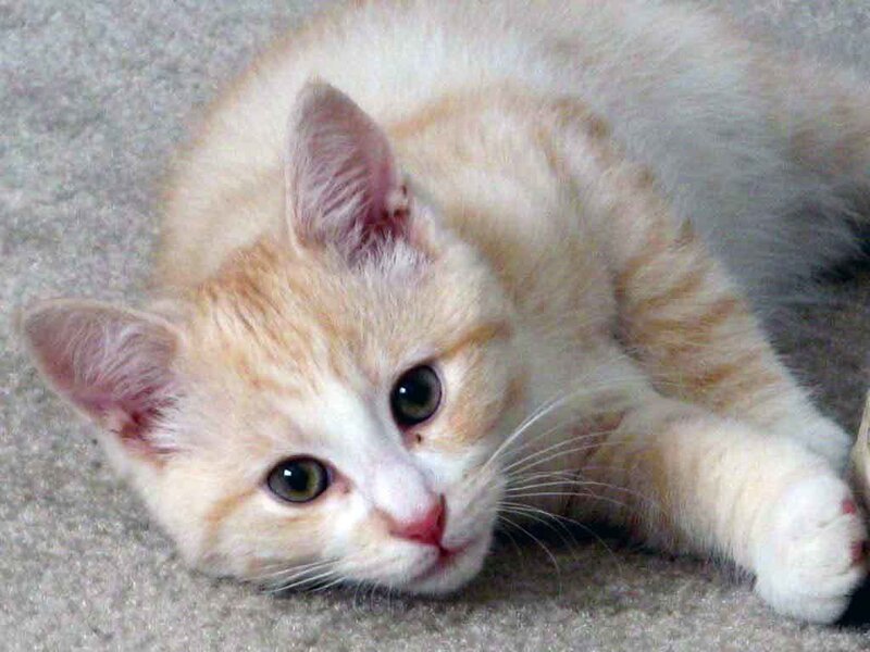 Orange and White Kitten — Calm