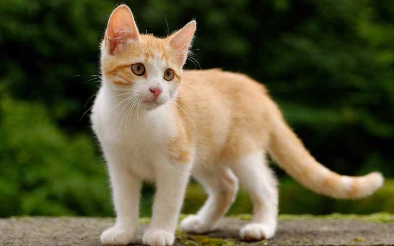 Orange and White Kitten — Curious, Afternoon, Photograph, Green Foliage