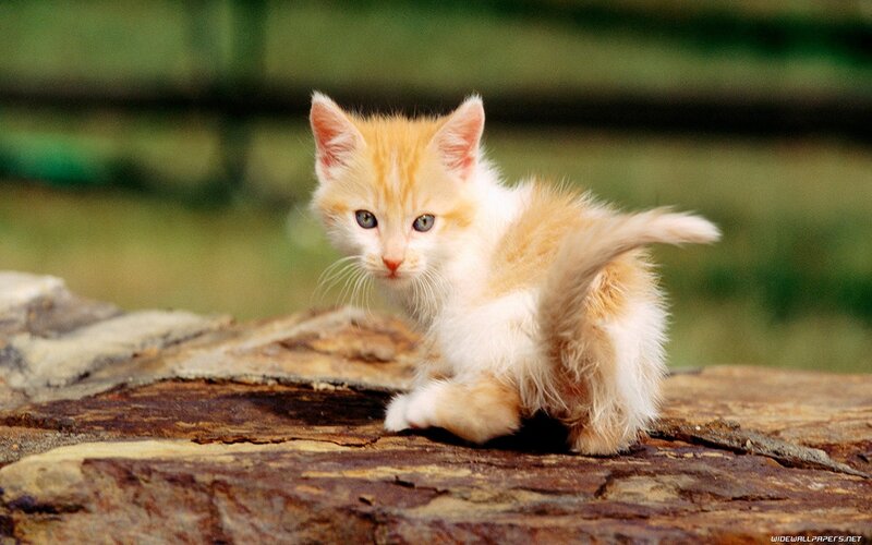 Orange and White Kitten — Curious, Afternoon, Photograph, Log