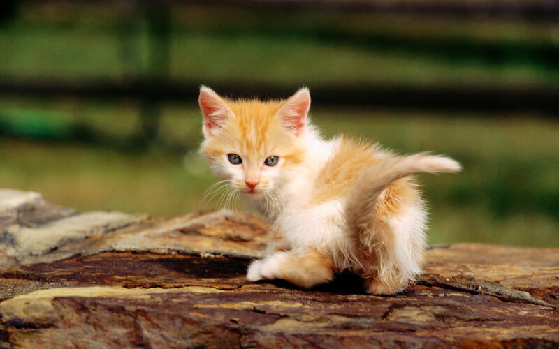 Orange and White Kitten — Curious, Afternoon, Photograph