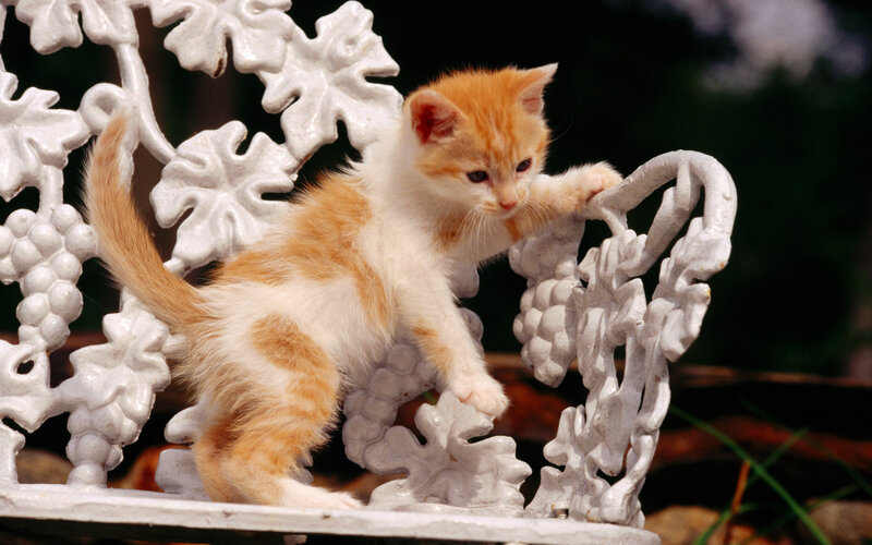 Orange and White Kitten — Curious, Afternoon, Photograph, White Bench