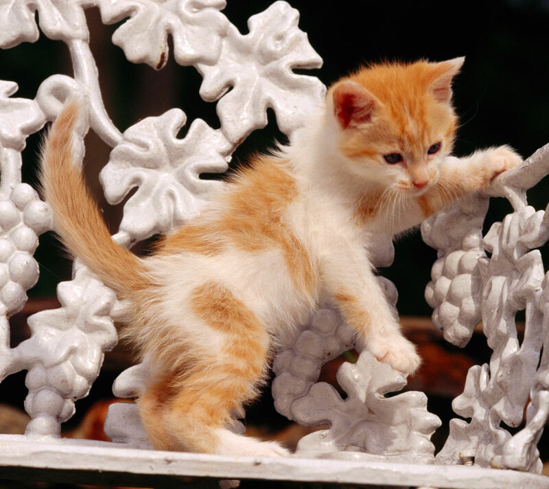 Orange and White Kitten — Curious, Afternoon, Photograph, White Railing