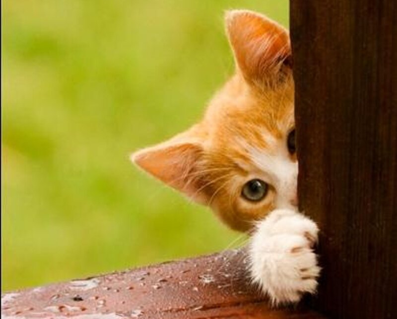 Orange and White Kitten — Curious, Afternoon, Photograph, Wooden Post